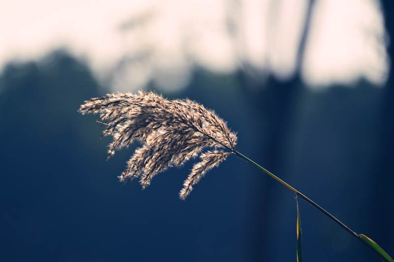 芦苇随风轻舞