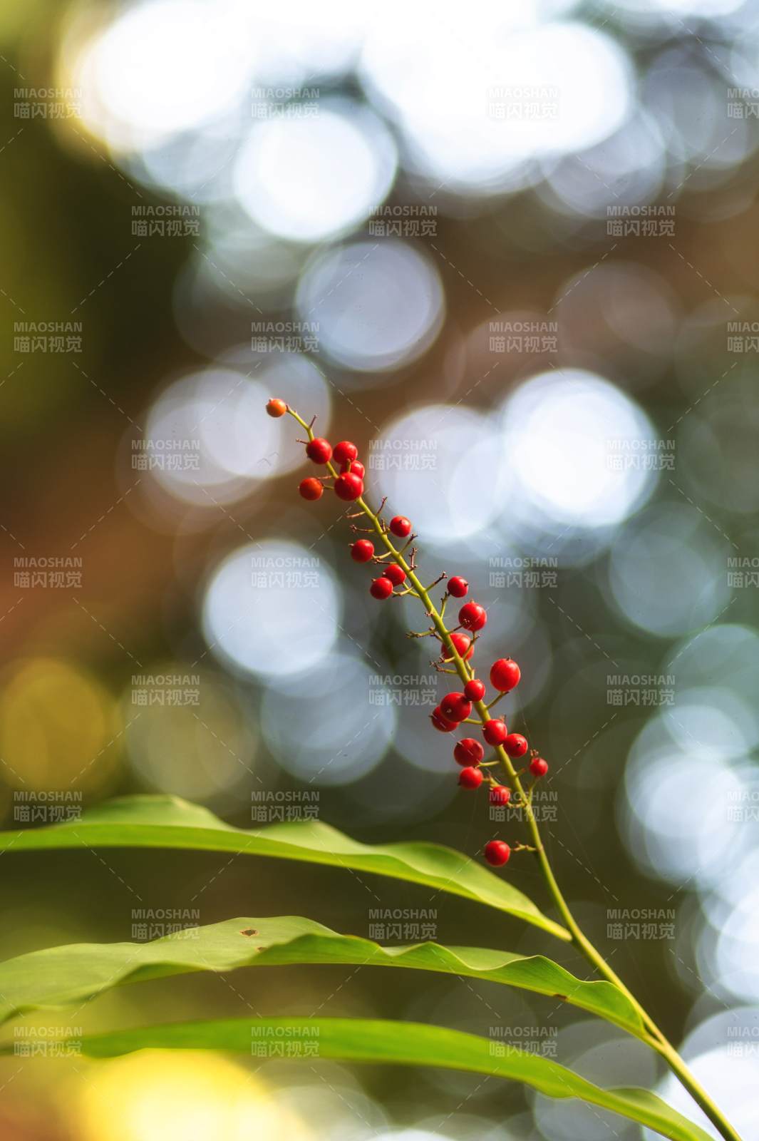 红果绿叶映光斑