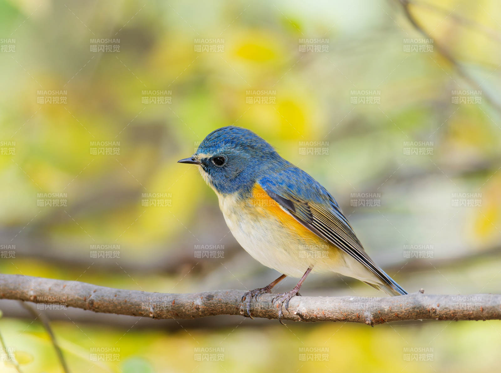 藍鳥棲枝 秋色宜人