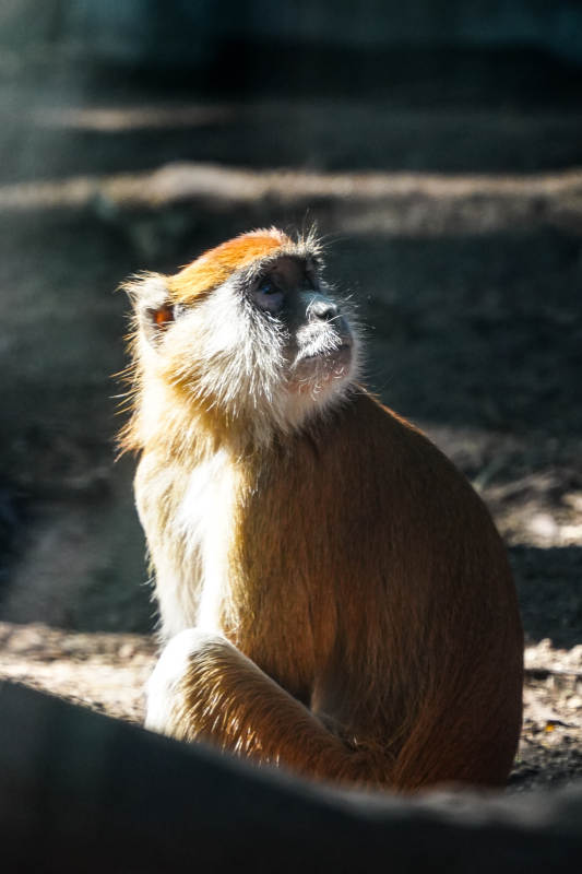 金丝猴静坐凝望