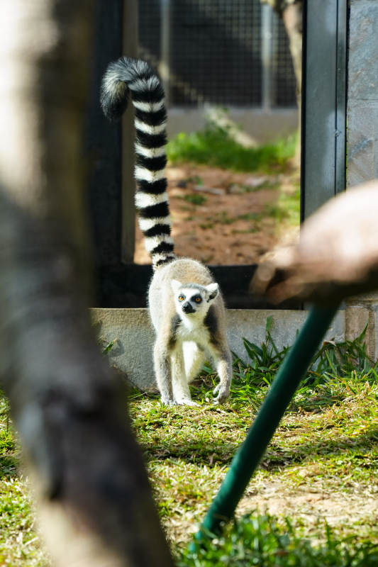 环尾狐猴探头张望