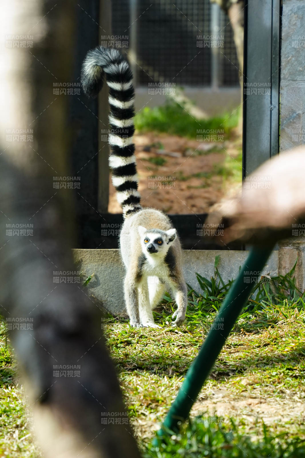 环尾狐猴探头张望