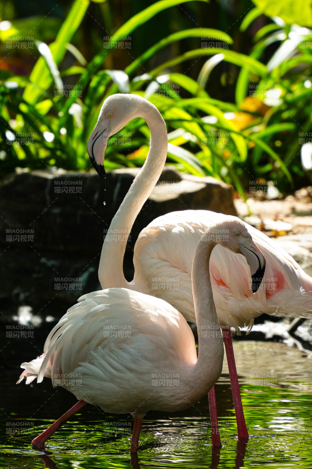 粉红火烈鸟水边栖息