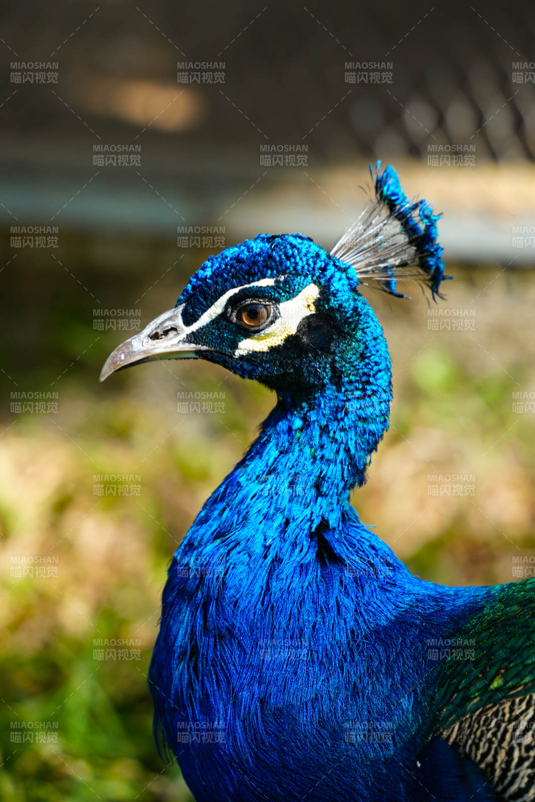 孔雀蓝羽特写