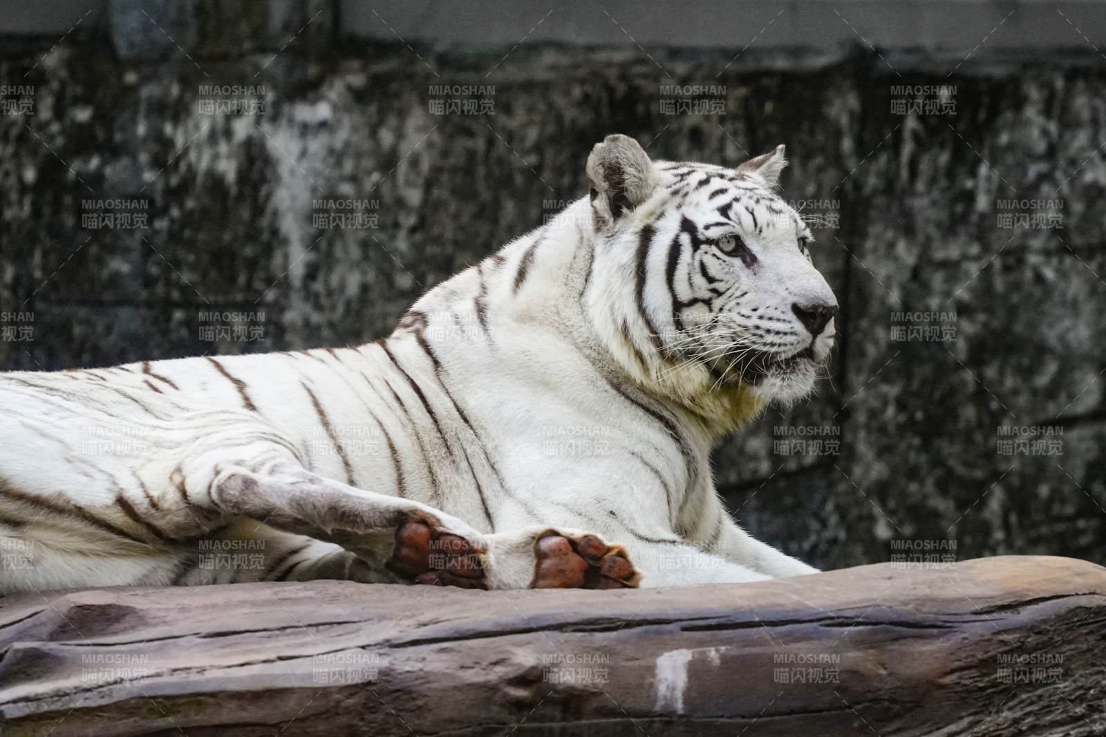 白虎静卧岩石上
