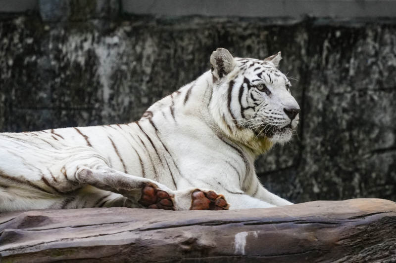 白虎静卧岩石上