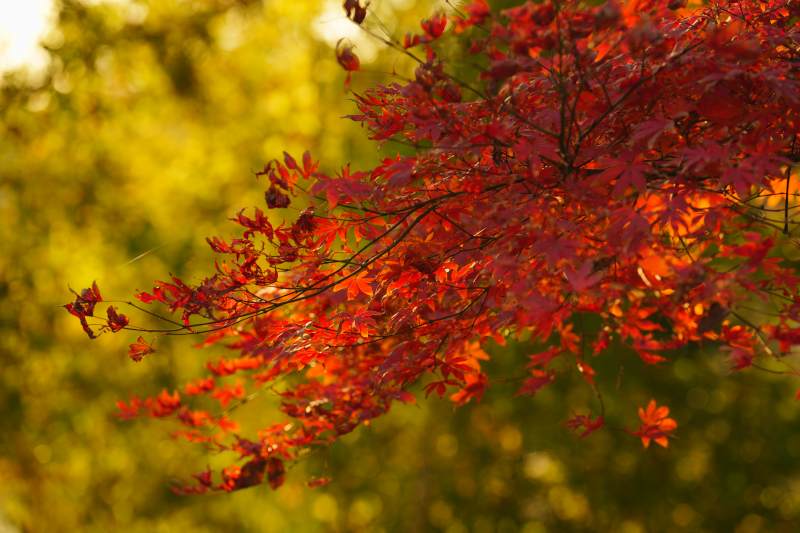 秋枫红叶映金光