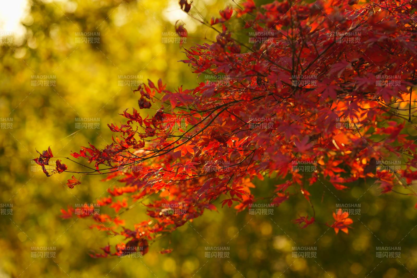 秋枫红叶映金光