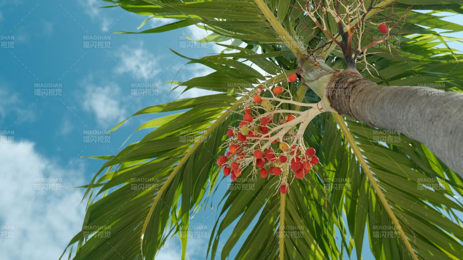 芽莊椰樹(shù)紅果映藍(lán)天