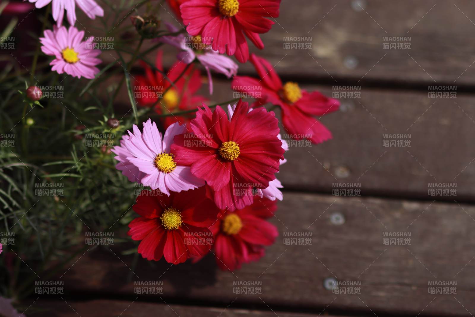 秋英绽放 色彩斑斓