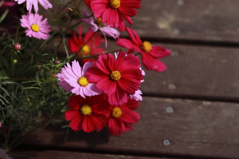 秋英绽放 色彩斑斓