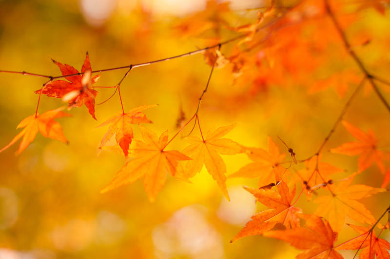 秋叶纷飞 金黄满枝