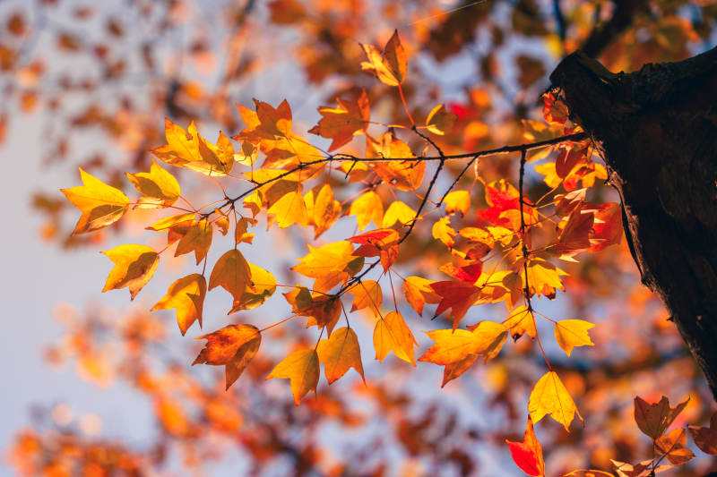 秋叶纷飞 金黄满枝