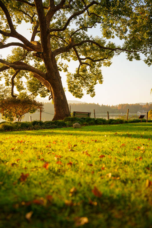 秋日树影静谧园