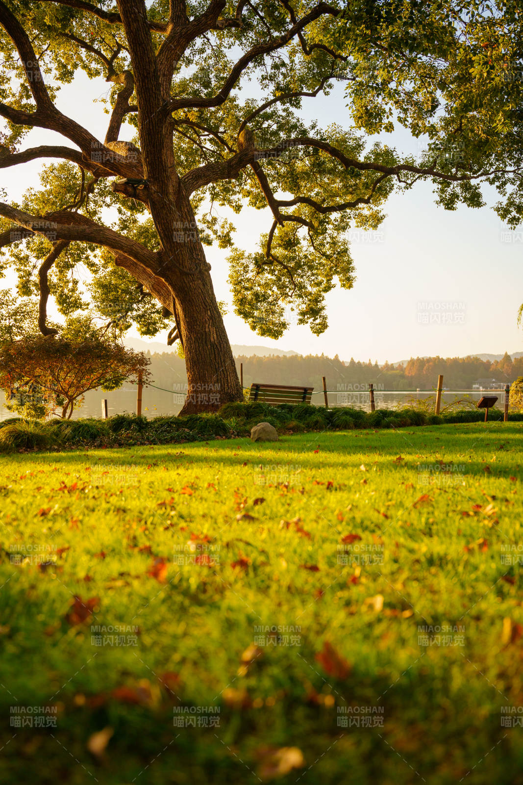秋日樹影靜謐園