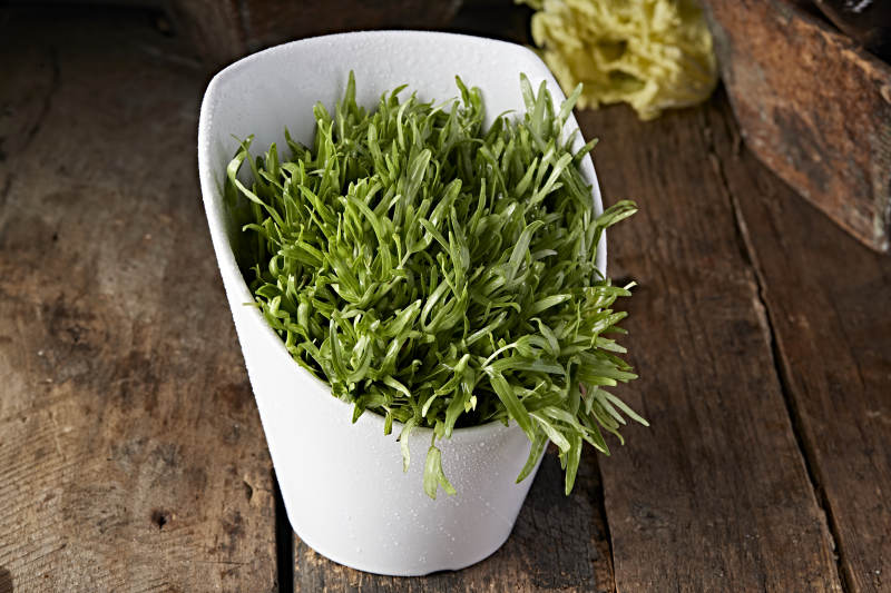 火锅食材空心豆苗