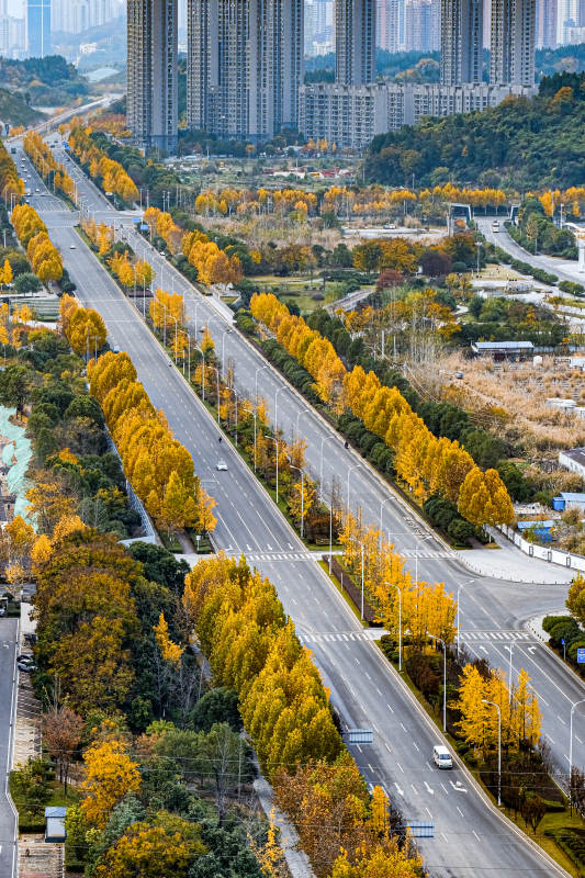 宜昌市花溪路秋色大道