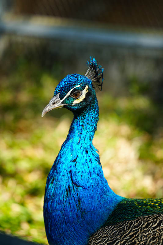 蓝孔雀特写