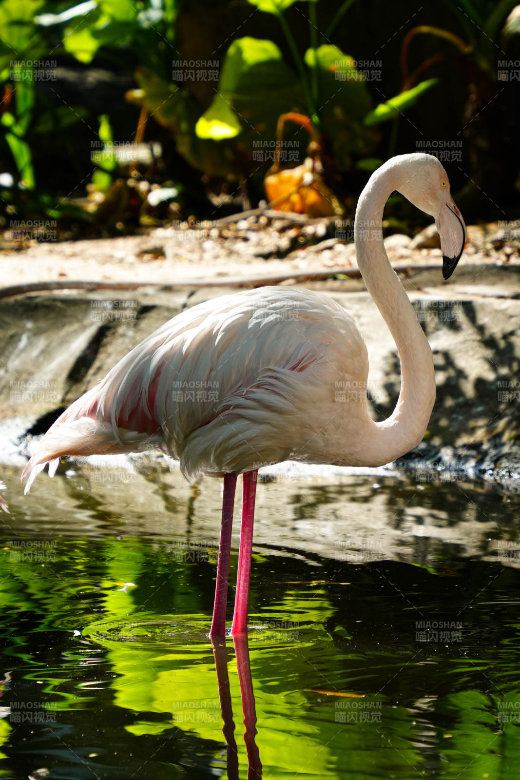 粉红火烈鸟静立水中