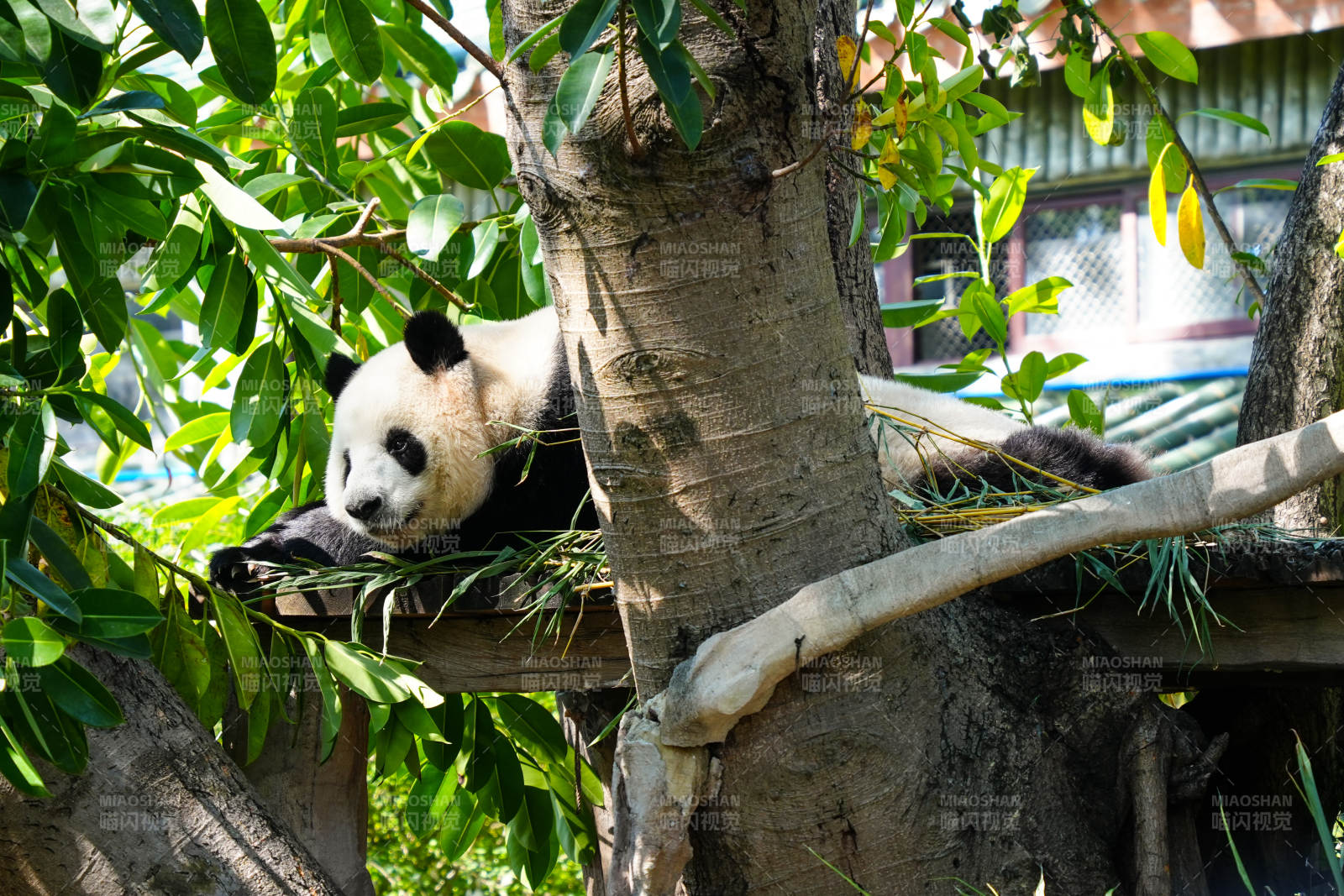 熊猫树上休憩