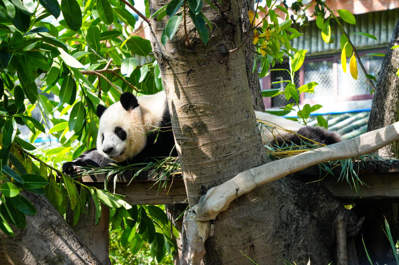熊猫树上休憩