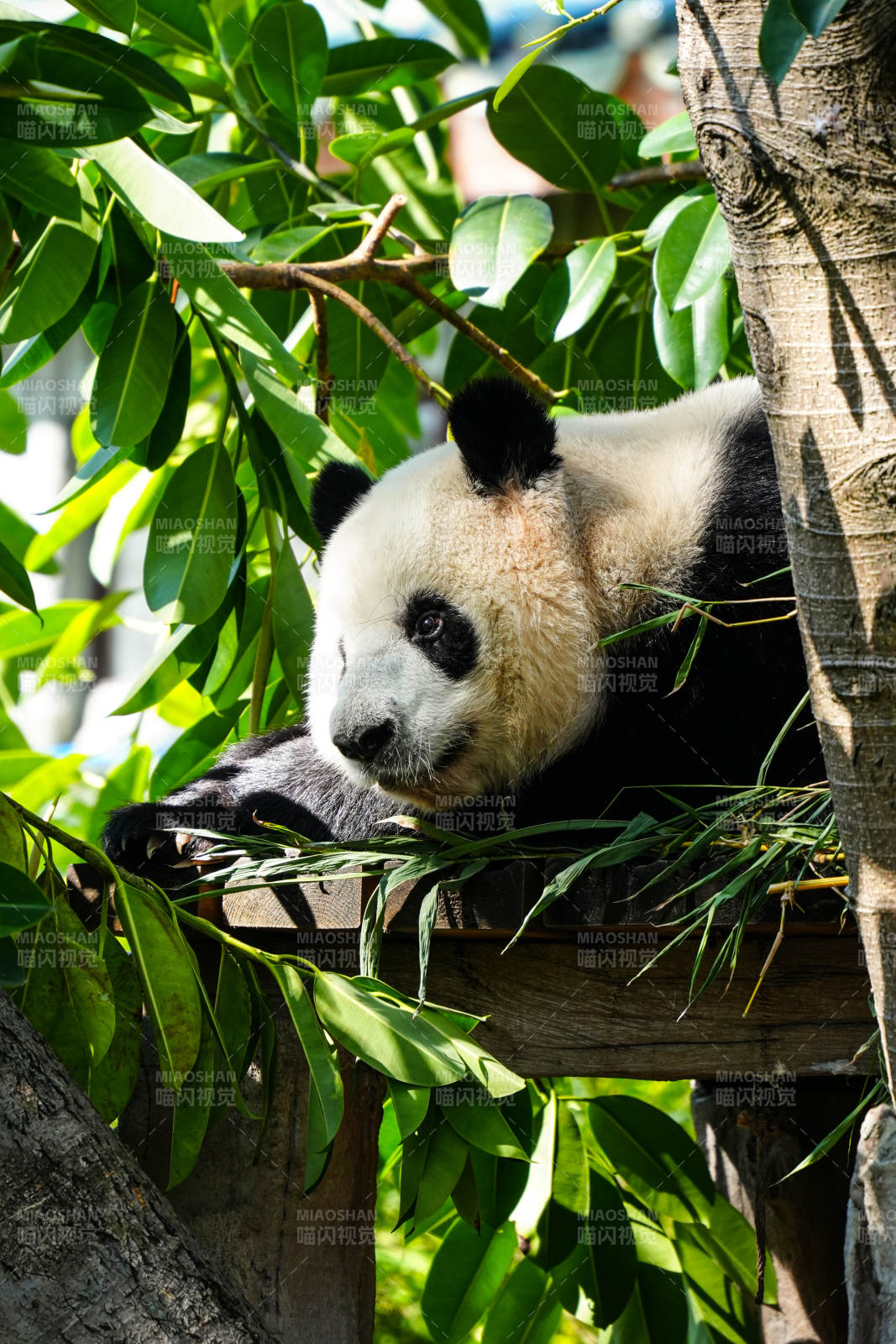 熊猫树上休憩