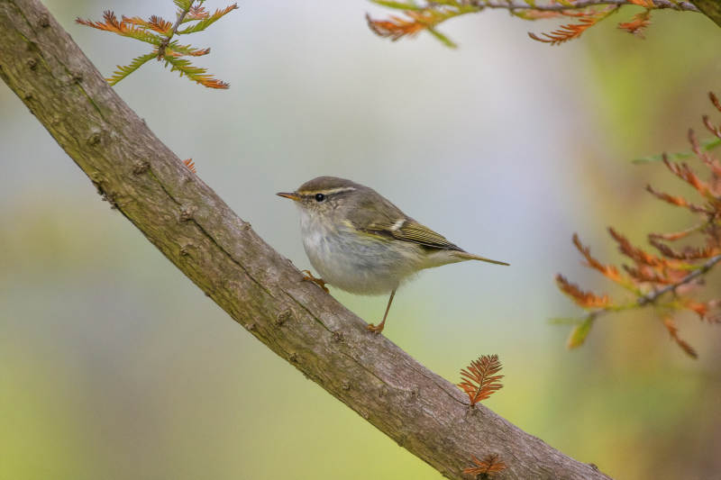 黄眉柳莺栖息枝头