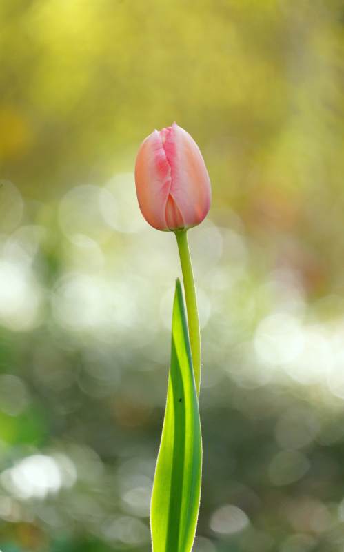 粉红郁金香绽放