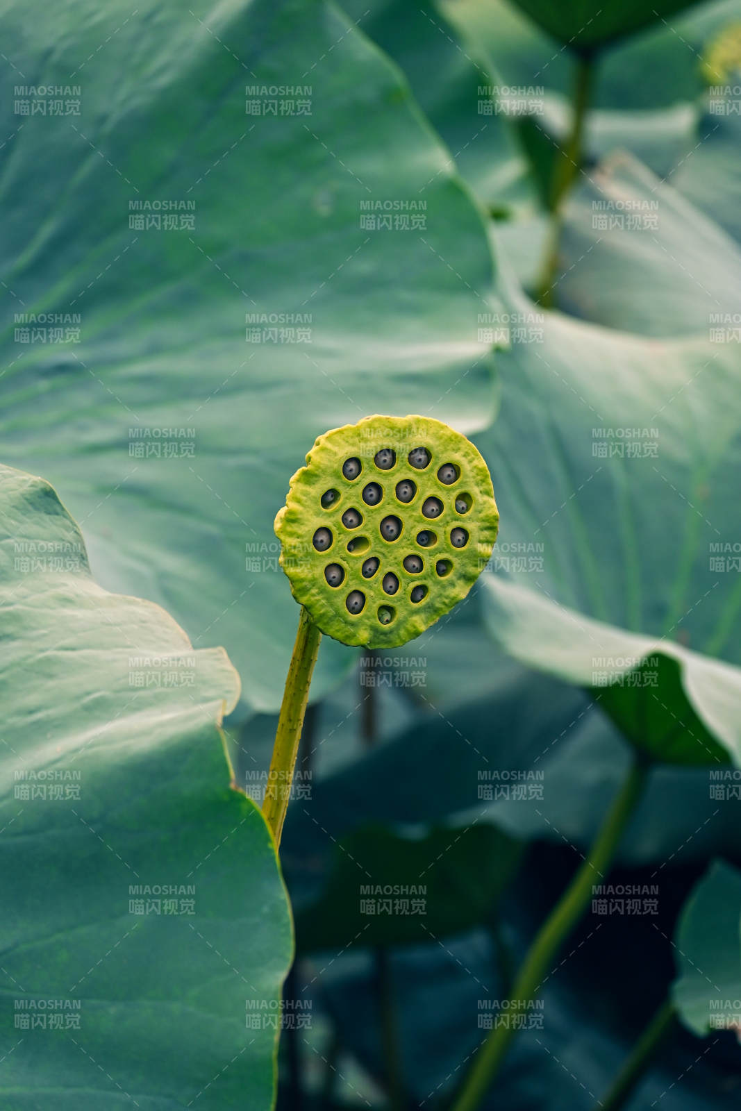 莲蓬静立荷叶间
