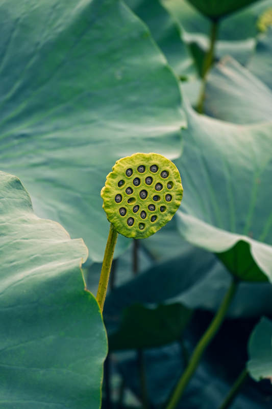 莲蓬静立荷叶间