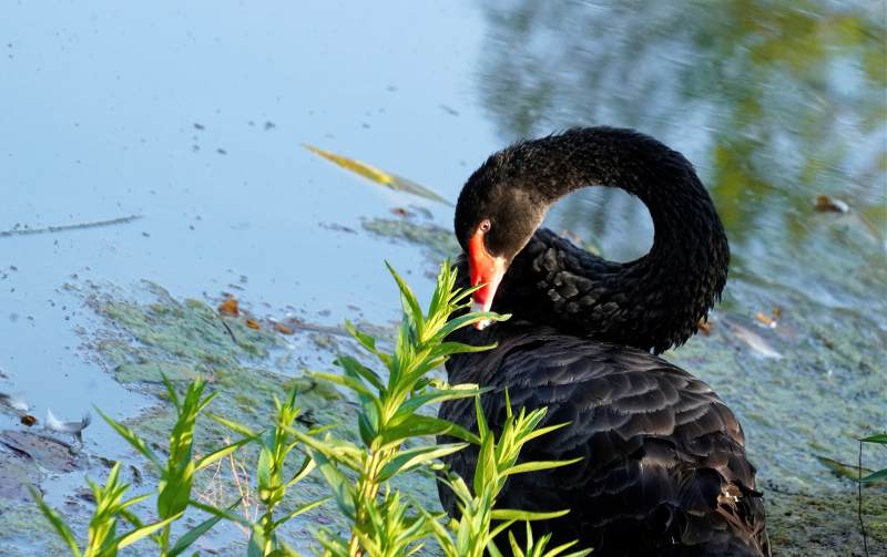 黑天鹅静憩水边