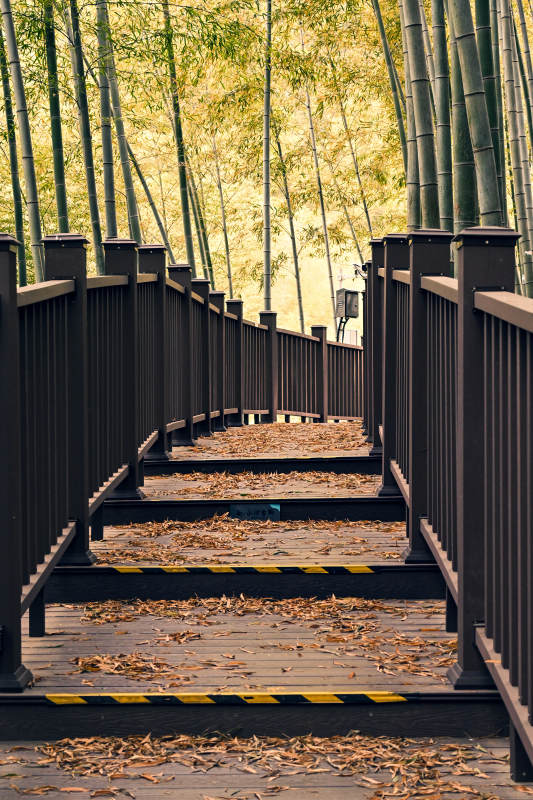 竹林小径秋意浓
