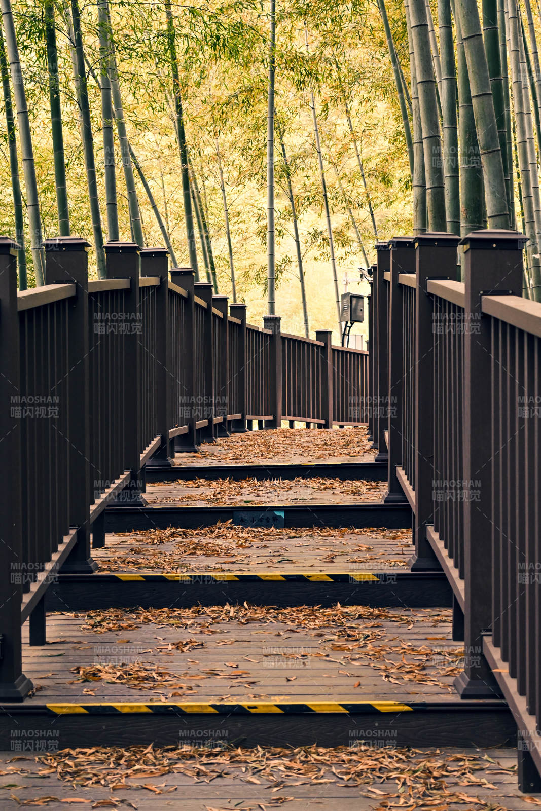 竹林小径秋意浓