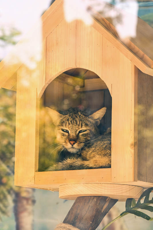 猫居木屋 惬意时光