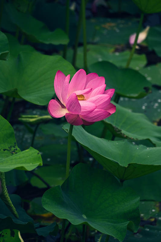 粉莲绽放绿叶间