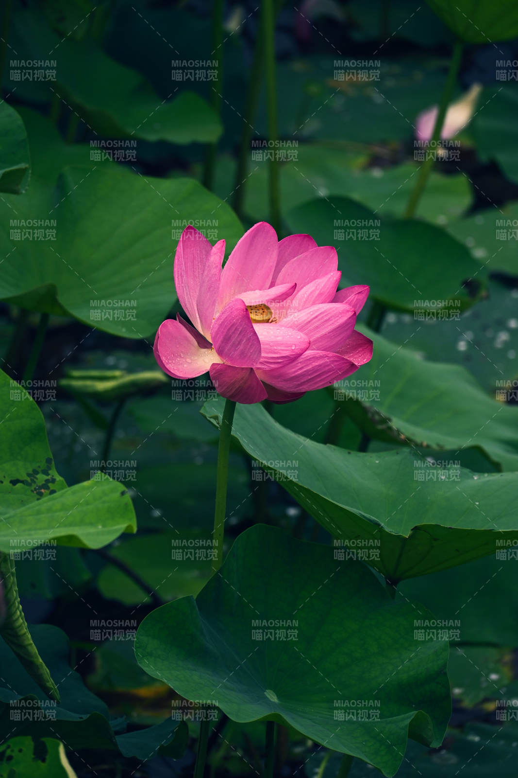 粉莲绽放绿叶间