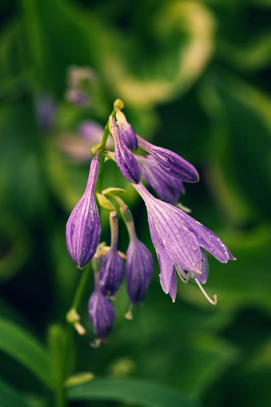 紫花绽放 绿叶相伴