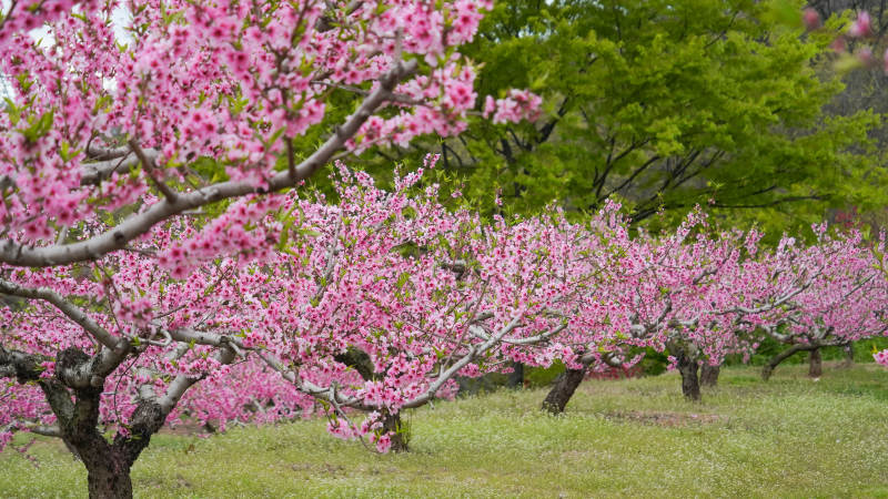 樱花盛开的春天