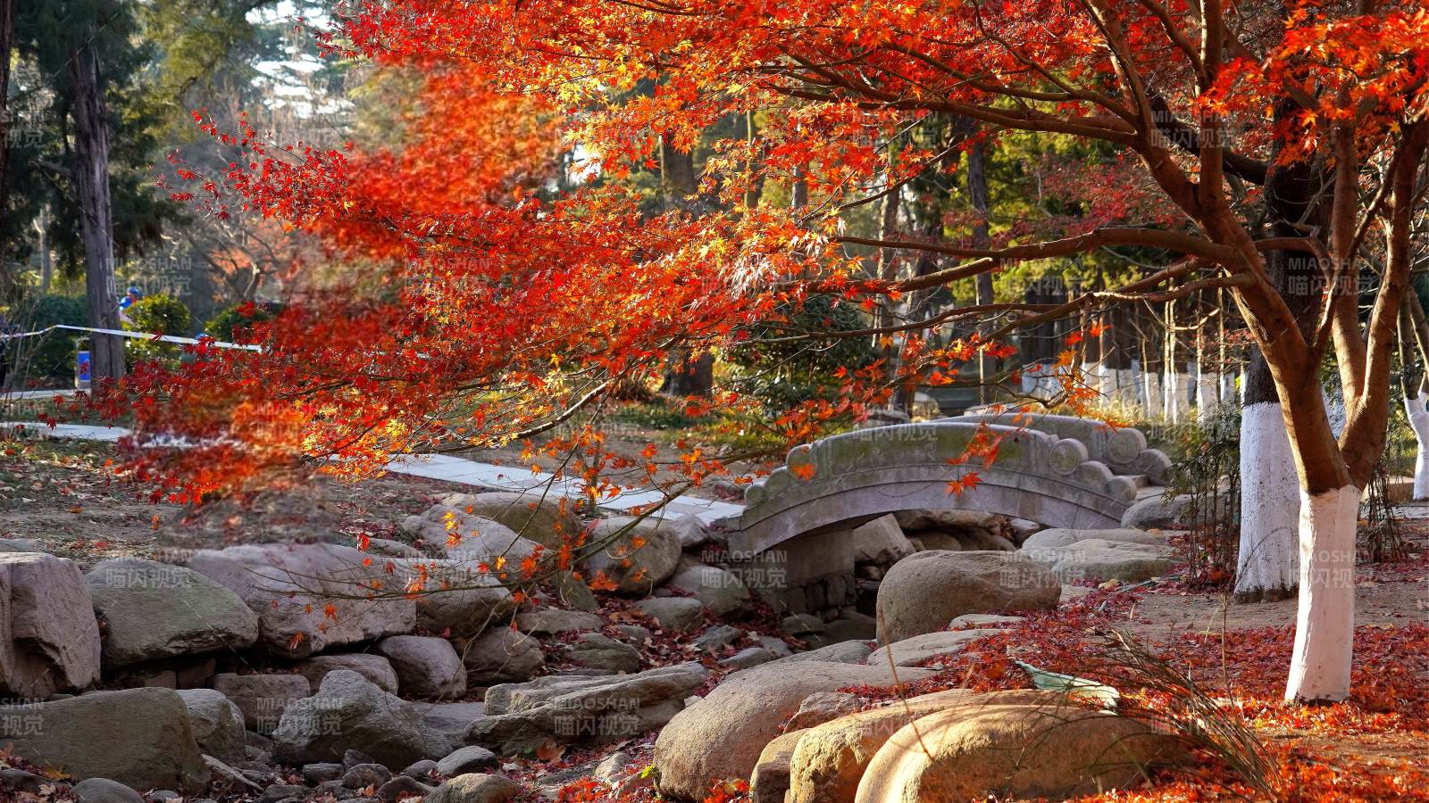 青岛中山公园秋日红叶桥景