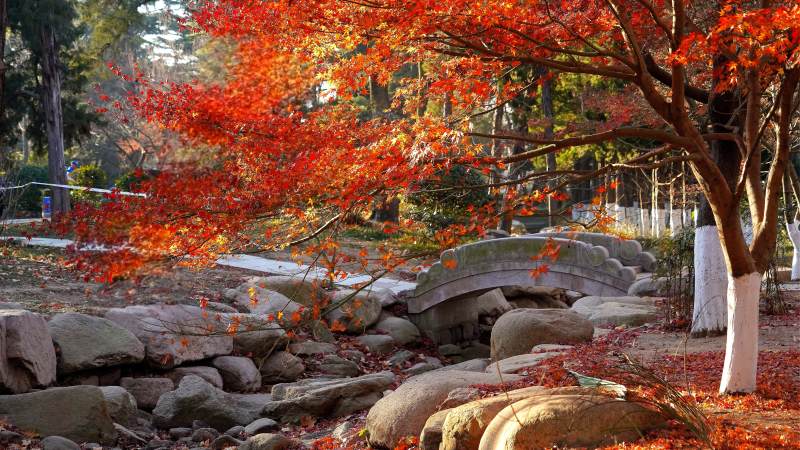 青岛中山公园秋日红叶桥景