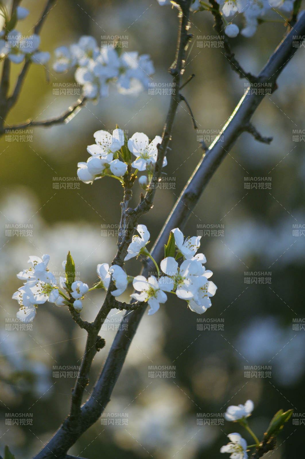 春日梨花开枝头