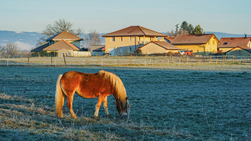 法国农庄的马儿吃草