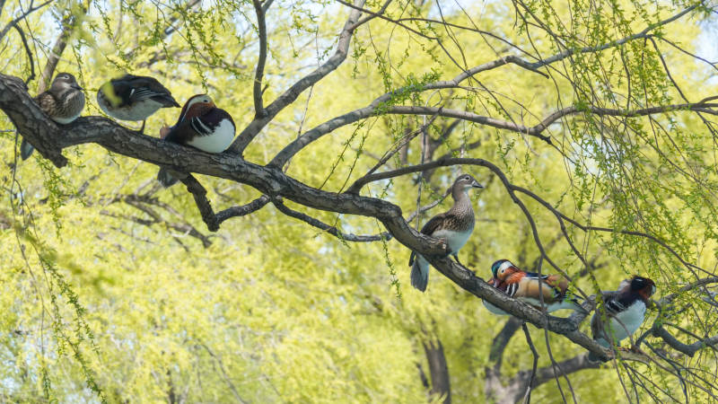 鸟栖枝头春意浓