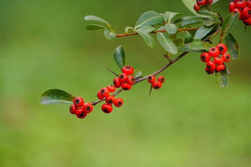 红果绿叶枝头挂