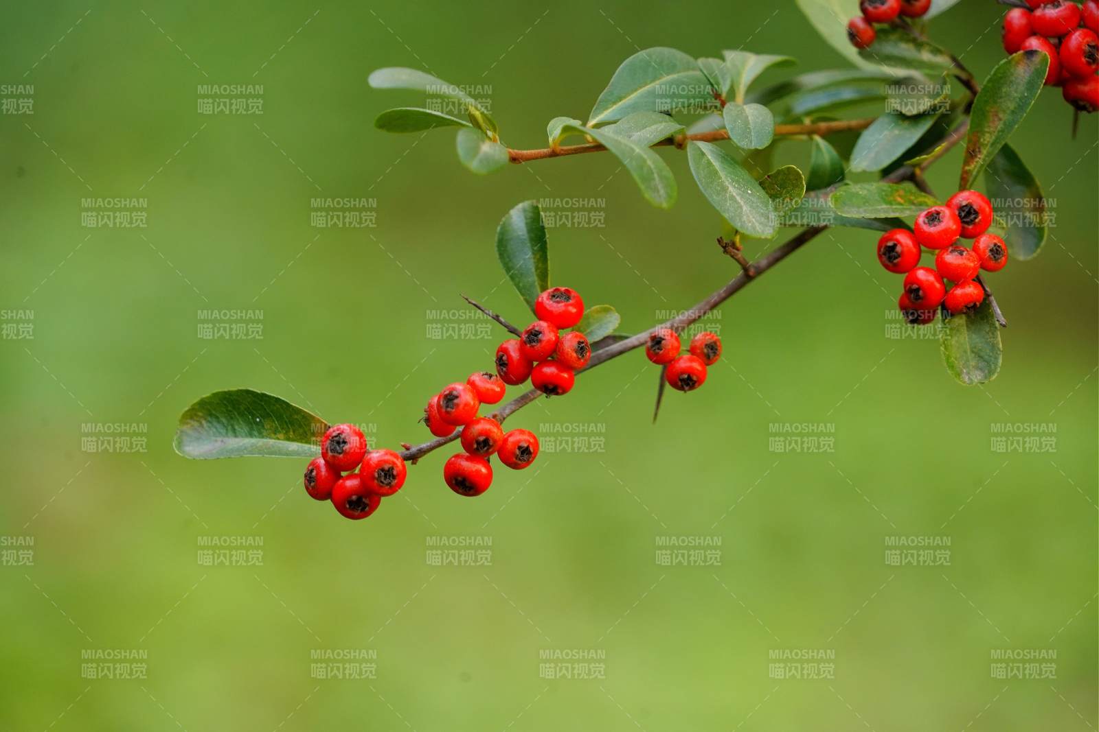 红果绿叶枝头挂