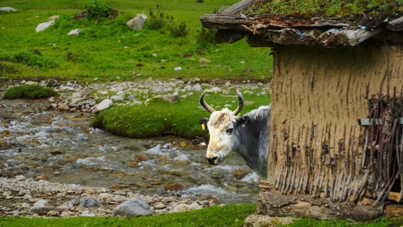溪边牦牛探头望