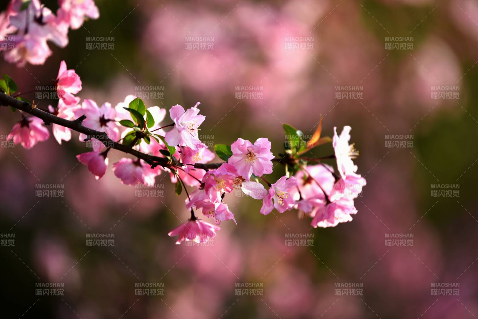 樱花绽放春意浓