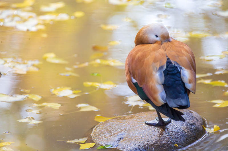 鸭子静立水中石
