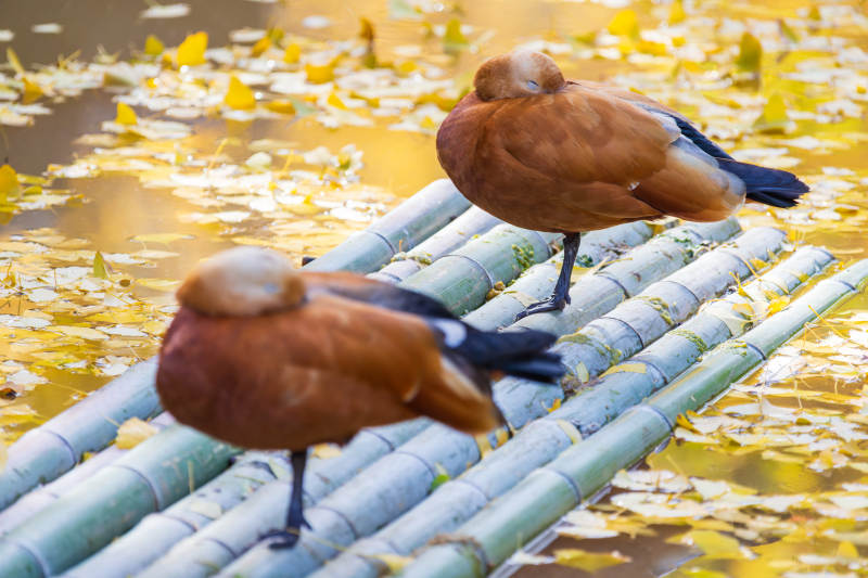 竹筏上的两只鸭子