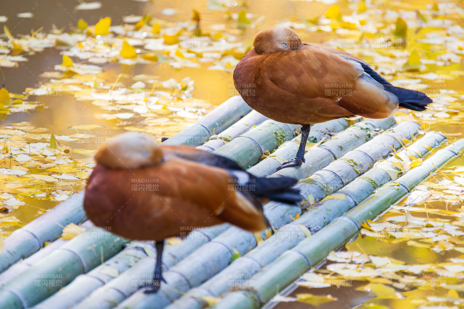 竹筏上的兩只鴨子